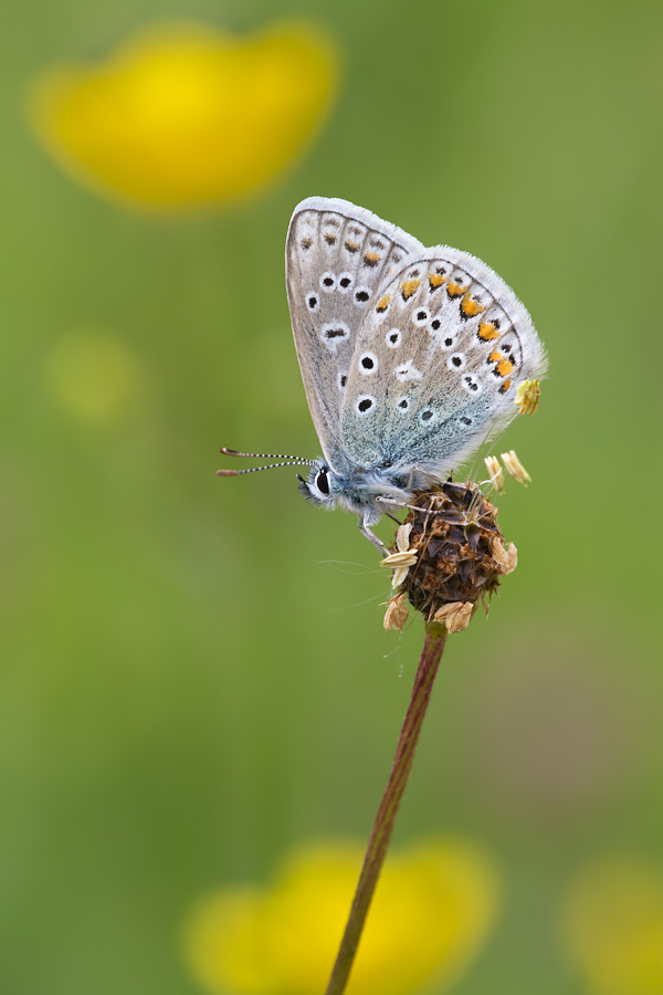 Common Blue 5